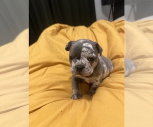 French Bulldog Puppy for sale in MERIDIAN, ID, USA