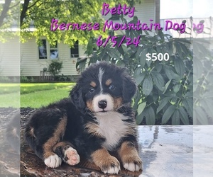 Bernese Mountain Dog Puppy for Sale in TOPEKA, Indiana USA