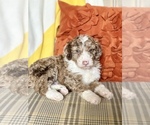 Small Photo #4 Aussiedoodle Puppy For Sale in YELM, WA, USA