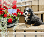 Puppy Baxter Bernese Mountain Dog
