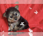 Small Photo #2 Maltese-Morkie Mix Puppy For Sale in SAN FRANCISCO, CA, USA