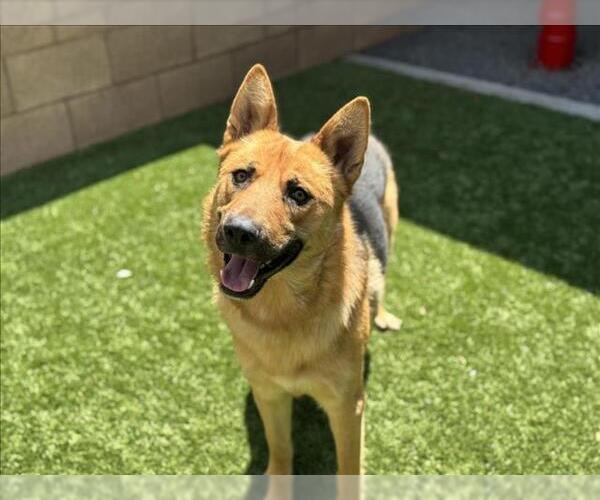Medium Photo #2 German Shepherd Dog-Unknown Mix Puppy For Sale in Moreno Valley, CA, USA