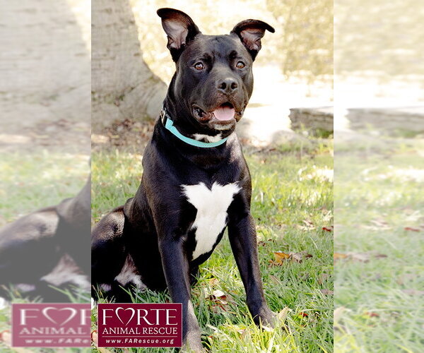 Medium Photo #8 American Staffordshire Terrier-Unknown Mix Puppy For Sale in Marina del Rey, CA, USA