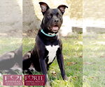 Small #7 American Staffordshire Terrier Mix