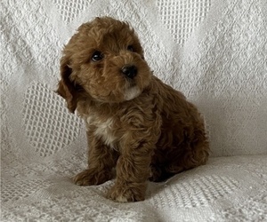 Cavapoo-Poodle (Miniature) Mix Puppy for sale in THORP, WI, USA