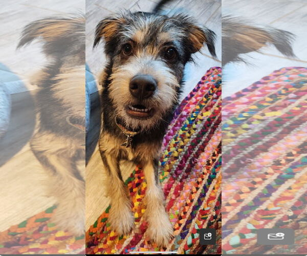 Medium Photo #1 Mutt Puppy For Sale in Royal Palm Beach, FL, USA