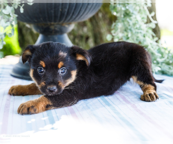 Medium Photo #12 Yoranian Puppy For Sale in WAKARUSA, IN, USA