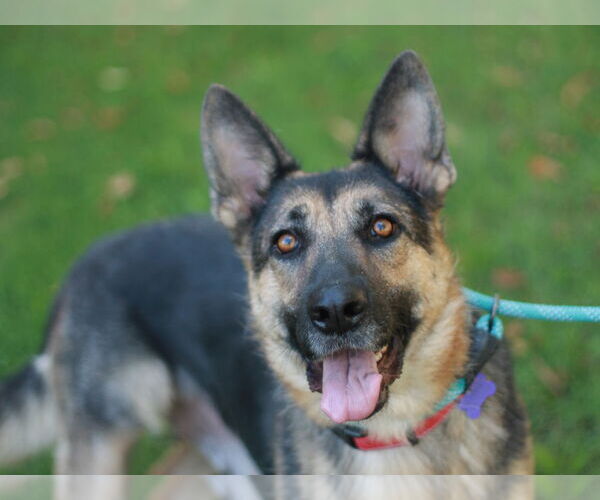 Medium Photo #9 German Shepherd Dog Puppy For Sale in Cookeville, TN, USA