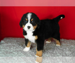 Small Photo #50 Bernese Mountain Dog Puppy For Sale in MILLERSBURG, IN, USA