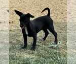 Small #7 Chihuahua