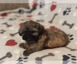 Small Photo #9 Shih Tzu Puppy For Sale in LITHONIA, GA, USA