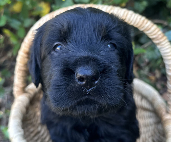 Medium Photo #4 Black Russian Terrier Puppy For Sale in S CHARLESTON, WV, USA