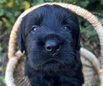Small #3 Black Russian Terrier