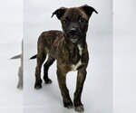 Small #3 Australian Shepherd Mix