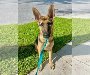 German Shepherd Dog Dogs for adoption in Fort Lauderdale, FL, USA