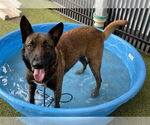 Small German Shepherd Dog Mix
