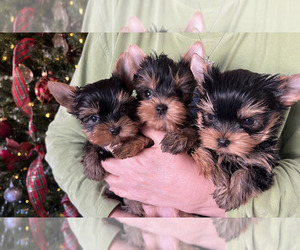Yorkshire Terrier Puppy for sale in GREENBRIER, AR, USA