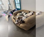 Small Photo #4 Mutt Puppy For Sale in Greenville, SC, USA