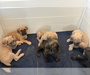 Cane Corso Puppy for sale in DOWNEY, CA, USA