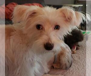 Poppy - Female Mutt Dog for Adoption - Photo #4
