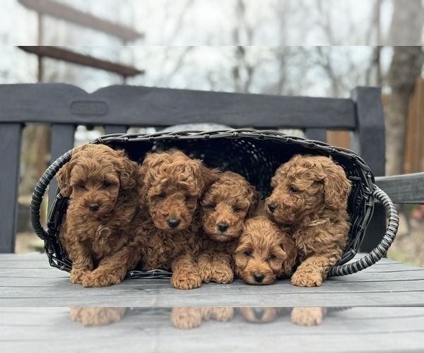 Medium Photo #5 Goldendoodle (Miniature) Puppy For Sale in HALTOM CITY, TX, USA