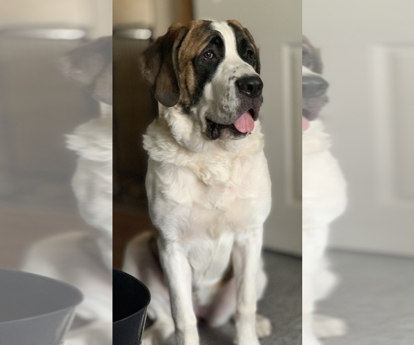 Medium Photo #2 Saint Berdoodle Puppy For Sale in PAW PAW, MI, USA