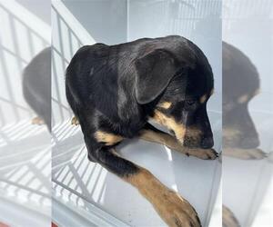 Labrador Retriever-Unknown Mix Dogs for adoption in Houston, TX, USA