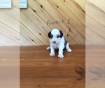 Small Photo #10 Aussie-Poo Puppy For Sale in QUARRYVILLE, PA, USA