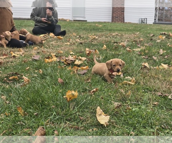 Medium Photo #16 Dachshund Puppy For Sale in ALTOONA, PA, USA