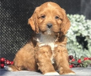 Cavapoo Puppy for sale in MILLERSBURG, OH, USA