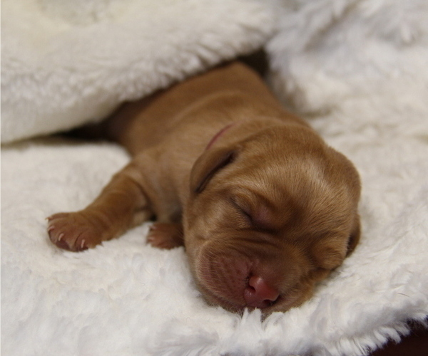 Medium Photo #8 Labrador Retriever Puppy For Sale in HYDE PARK, VT, USA
