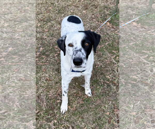 Medium Photo #3 Lab-Pointer Puppy For Sale in Attalka, AL, USA
