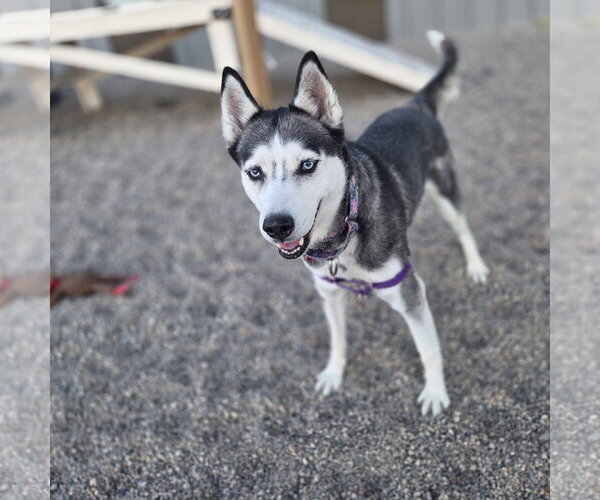Medium Photo #7 Siberian Husky Puppy For Sale in Fargo, ND, USA
