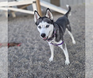 Sweatpants - Female Siberian Husky Dog for Adoption - Photo #7