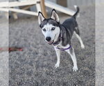 Small Photo #7 Siberian Husky Puppy For Sale in Fargo, ND, USA