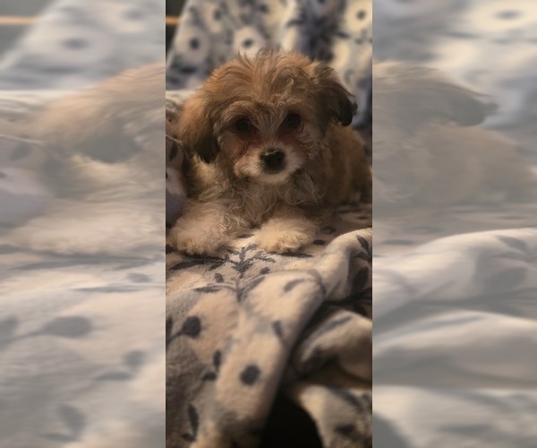 Medium Photo #8 Maltese-Maltipom Mix Puppy For Sale in HUDSON, MA, USA