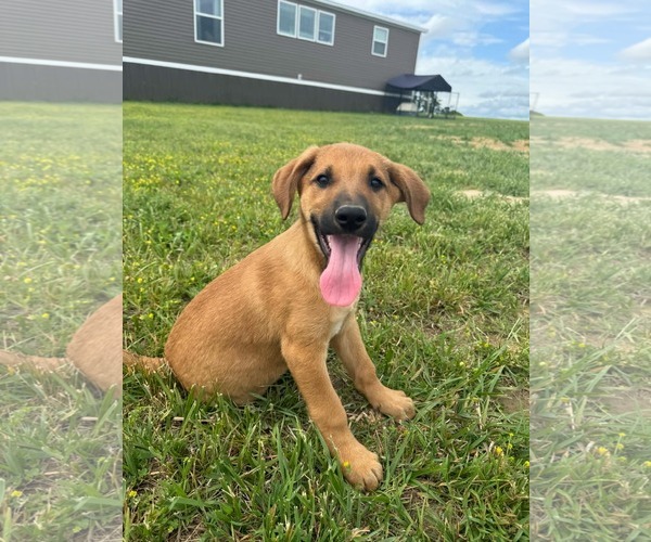 Medium Photo #1 German Shepherd Dog-Unknown Mix Puppy For Sale in Hinton, WV, USA