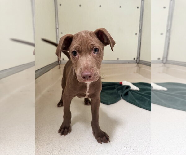Medium Photo #6 Labrador Retriever-Unknown Mix Puppy For Sale in Sanford, FL, USA