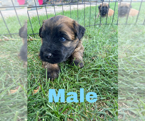 Medium Photo #1 Soft Coated Wheaten Terrier Puppy For Sale in WARRENVILLE, IL, USA