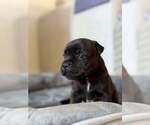 Puppy Amaya Staffordshire Bull Terrier