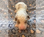 Puppy 3 Bernedoodle (Miniature) (+ Poodle Miniature)