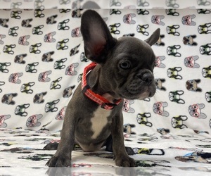 French Bulldog Puppy for sale in ERIAL, NJ, USA