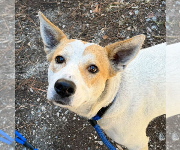 Medium Photo #1 Mutt Puppy For Sale in Tarboro, NC, USA