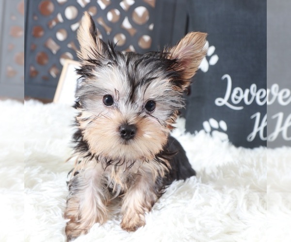 Medium Photo #3 Yorkshire Terrier Puppy For Sale in MOUNT VERNON, OH, USA