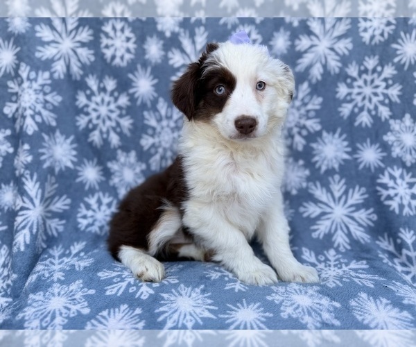 Medium Photo #1 Miniature Australian Shepherd Puppy For Sale in LAKELAND, FL, USA