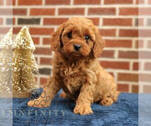 Cavapoo Puppy for sale in NEW HOLLAND, PA, USA
