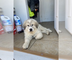 Great Pyrenees Puppy for sale in ACAMPO, CA, USA
