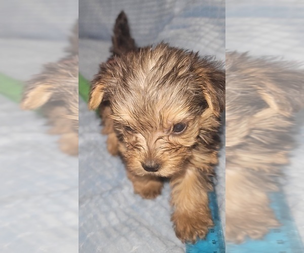 Medium Photo #163 Yorkshire Terrier Puppy For Sale in AKRON, OH, USA