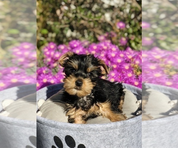 Medium Photo #6 Yorkshire Terrier Puppy For Sale in LOS ANGELES, CA, USA