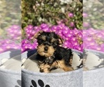 Small Photo #6 Yorkshire Terrier Puppy For Sale in LOS ANGELES, CA, USA